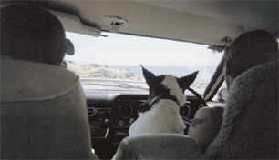 Manches Aus Wenigem Gedichtband | Photo of two Australians and one Australian dog driving a car